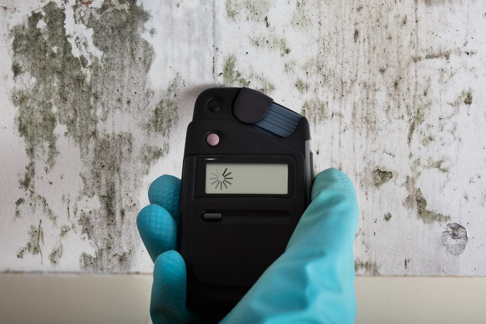 5 Reasons You Need Professional Mold Inspection and Testing Services in Brooklyn